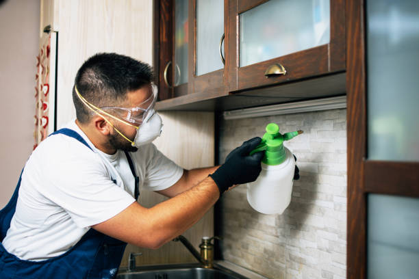 Best Termite Control Services  in Riddle, OR